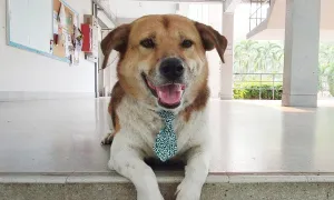 Thái Lan phạt tù cảnh sát trộm chó linh vật của Đại học Chiang Mai Thái Lan phạt tù cảnh sát trộm chó linh vật của Đại học Chiang Mai