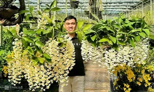 Hoa phong lan Bảo Lộc 'cháy hàng' dịp Tết Hoa phong lan Bảo Lộc 'cháy hàng' dịp Tết