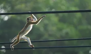 Sri Lanka mất điện toàn quốc vì một con khỉ Sri Lanka mất điện toàn quốc vì một con khỉ